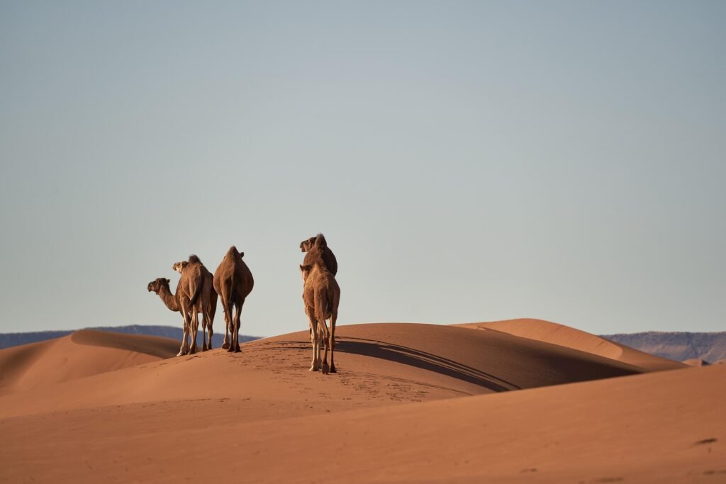 wolfgang_hasselmann-camels-4134934_1920